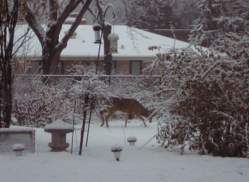 8 point buck in the back yard