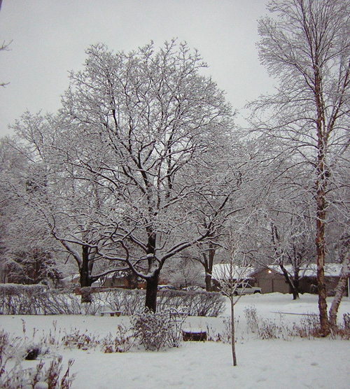 Scene from the front porch