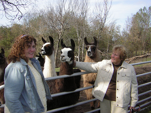 Karin and Helen petting the farm's friendlier llamas.