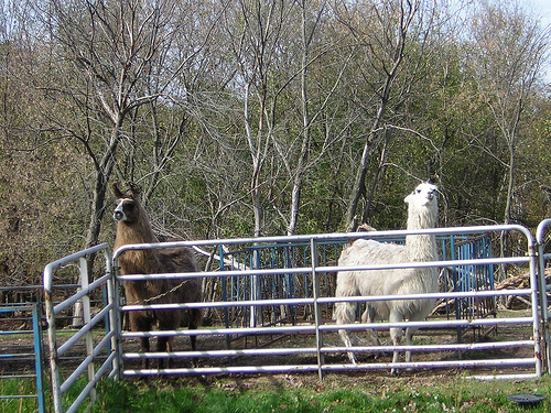 The cream colored llama was not a happy camper!