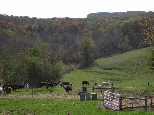 A stunning vista from the hill at the top of the farm, where the house and studio are located.