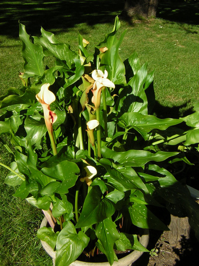 Orange calla lily
