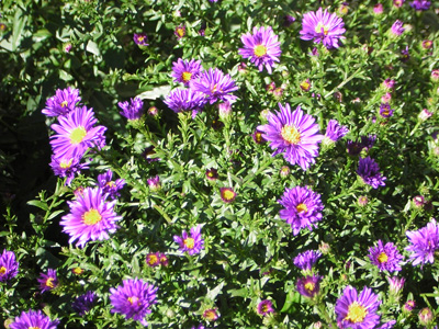 New England Aster