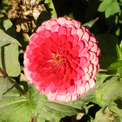 Pink zinnia