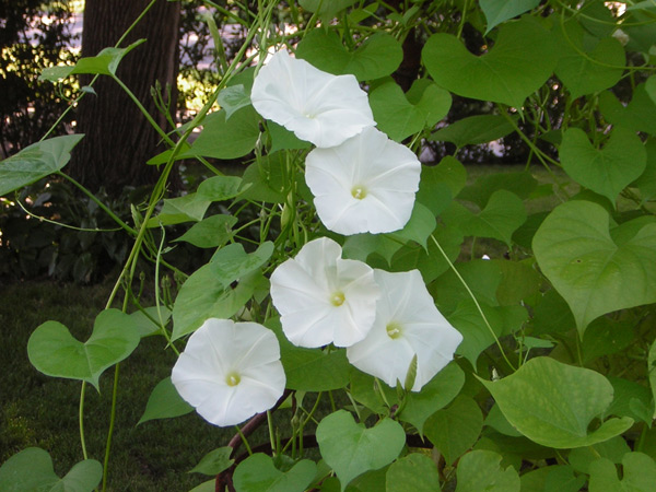 Morning Glories in Phyllis's yard