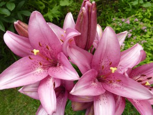 Pink lillies from our garden this past summer